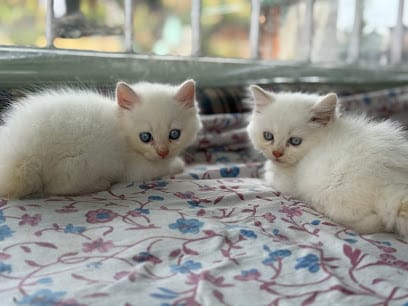 Nitesh Pet Corner business photograph