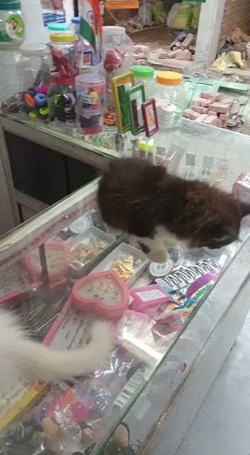 Kitten care business photograph