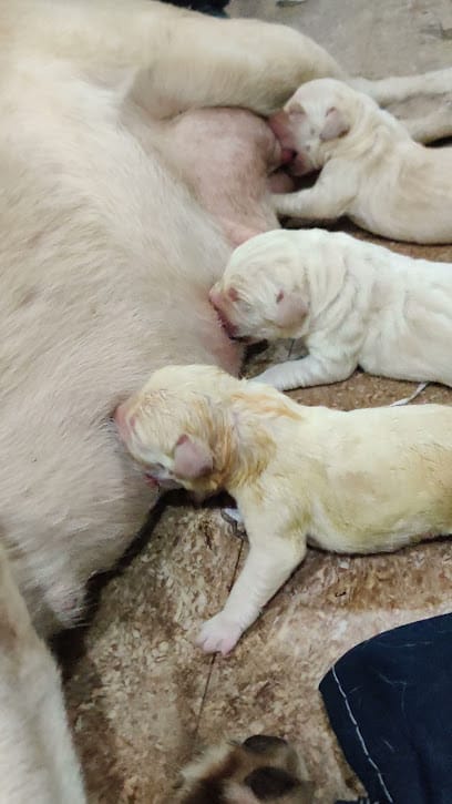 SAFE HANDS PET CLINIC & SPA business photograph