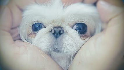 Vets For Pets business photograph