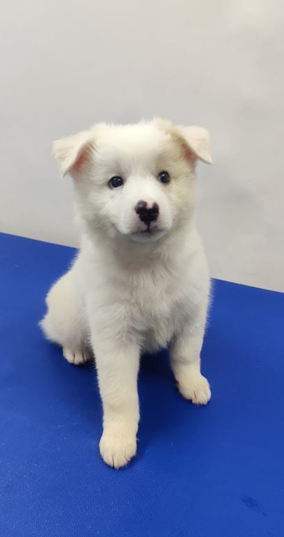 Dr Mevada's Pet Hospital & VPH Consultancy l Pet Vaccination & Diagnostic Centre l Veterinary Dermatology Facility. business photograph