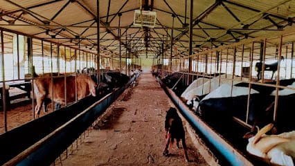 Amrutdhara Goat Milk business photograph