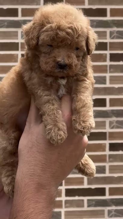 Siddharth pet house business photograph