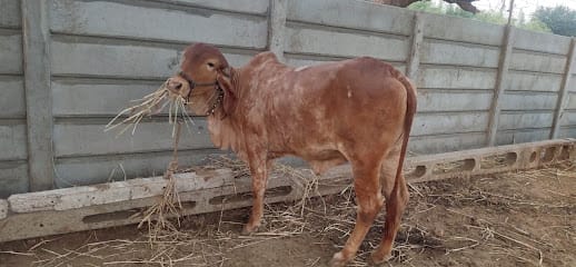 Bapa Ni Vadi (બાપા ની વાડી) business photograph