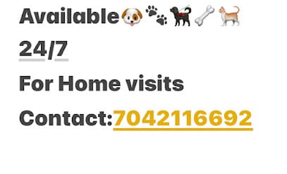 Vet doctor for pets Home visit 24/7 , dogs,cats and birds on call and home visits 24/7 business photograph