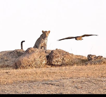 Jawai Safari🐆🐊 business photograph