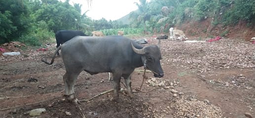 Alif Beef Stall business photograph