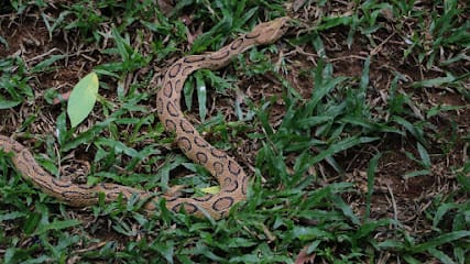 Mangalore Rescues - WILDLIFE business photograph