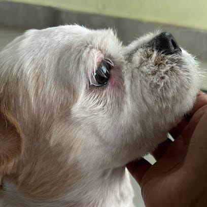 VET 4 PET ANIMAL CARE MOBILE CLINIC business photograph