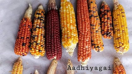 Aadhiyagai Traditional Seeds Farm ஆதியகை மரபு விதைகள் மையம் business photograph
