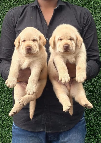 AMIT PET SHOP business photograph