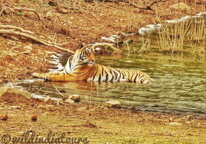 Wild India Tours business photograph