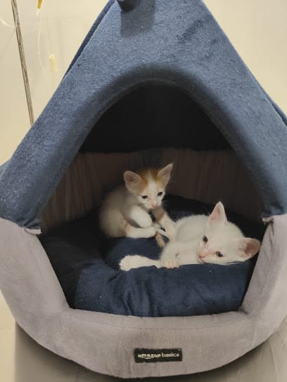 Dr Pet | Clinic | Pet Doctor | Wakad | Pune business photograph