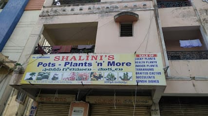 Shalinis Pots and indoor plants, Nursery and more. business photograph