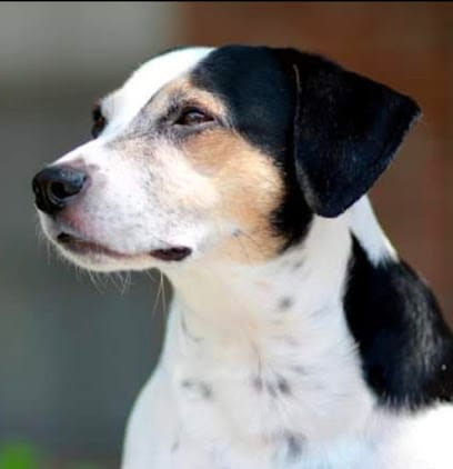 Paws 'N' Hearts (Mobile Veterinarian) business photograph