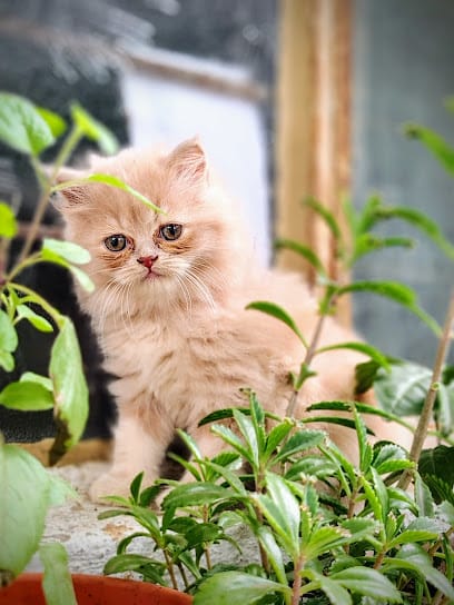 City Pet Shop | Best Pet Shop In Nagpur business photograph