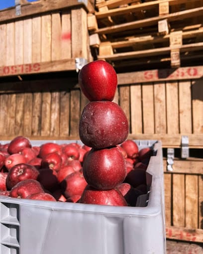 YBB - MANGOKING business photograph