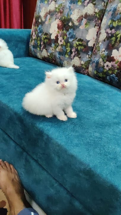 Cat Zone business photograph