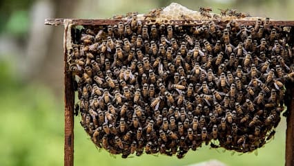 HoneyDay Bee Farms Pvt Ltd business photograph