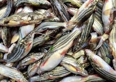 Regular Fresh | Home Deliver Chicken Mutton & Fish In Kolkata business photograph