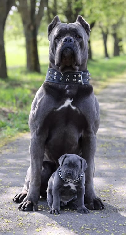 URBAN PET CLINIC business photograph