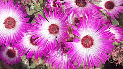 Posan Plant Nursery (PPN) business photograph