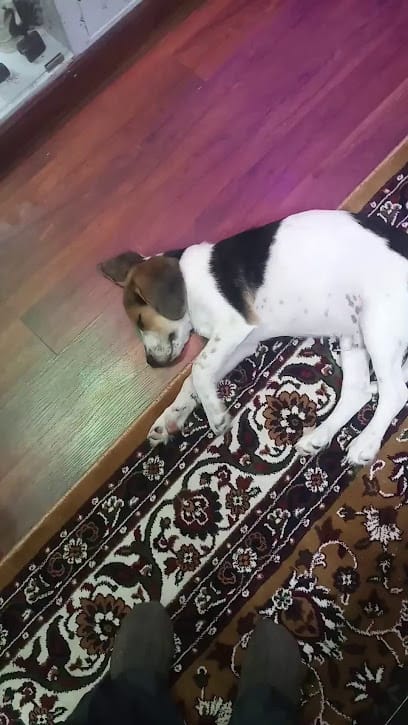 KANKE DOG CLINIC AND RESEARCH CENTRE business photograph