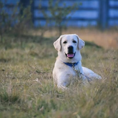 Healthy Pet Care Clinic/Dog Clinic / Private Pet Clinic Ranchi/Vet Clinic/Animal Hospital business photograph