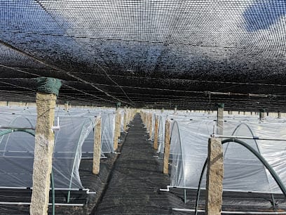 CKS Newtech Agro Nursery business photograph