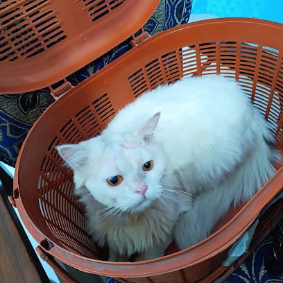 Dr Simaran Sindhi (Furr and Feathers Pet Clinic) business photograph