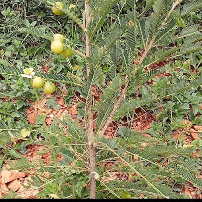 Narsingh Amla Nursery Uttar Pradesh business photograph