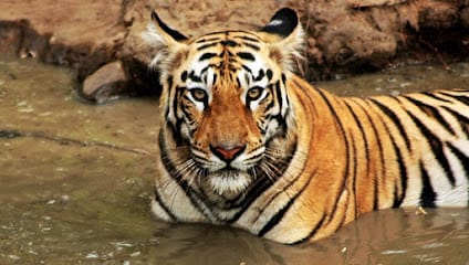 Wildlife Expeditions business photograph