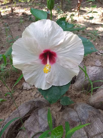 Deepak Nursery business photograph