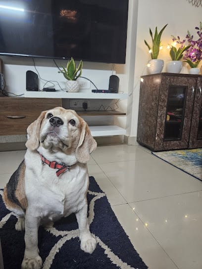 Fury's love pet boarding ( No Cages) business photograph