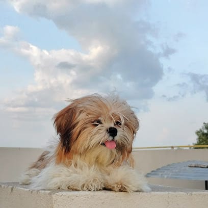 It's our pet business photograph