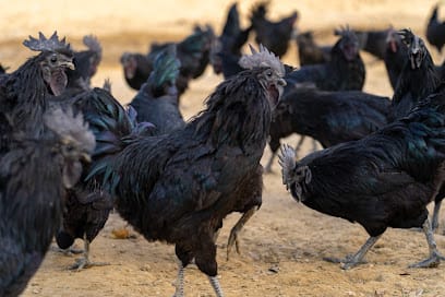 RB Organic Farms business photograph