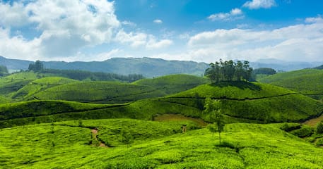 Travelberry Private Tours Wayanad | Best Tour Operators in Kerala business photograph