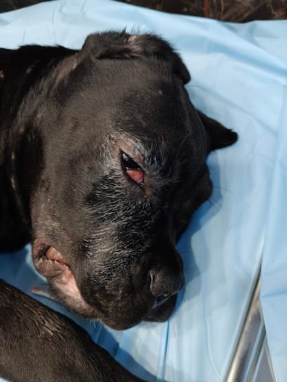 PETS WORLD PETS CARE (PET'S CLINIC) business photograph