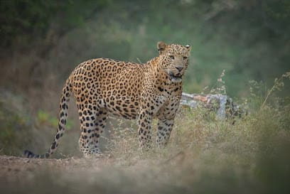 WILD ROUTES INDIA business photograph