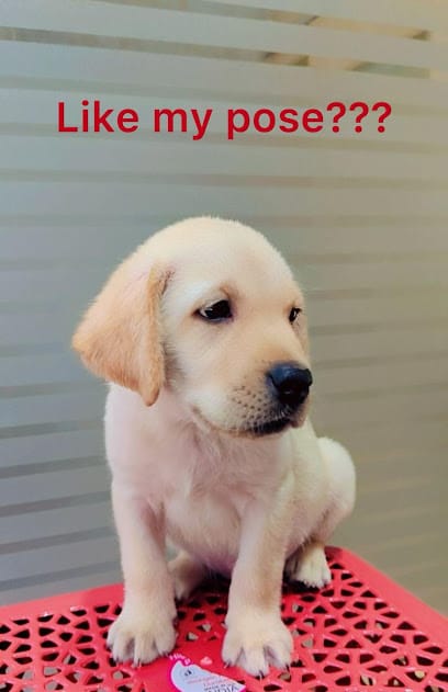 Dr. Pet | Pet Doctor | Pet Clinic | Sinhagad Road | Ambegaon | Wadgaon | Warje | Katraj business photograph