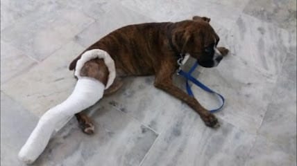 Pet and Vet Animal Care business photograph