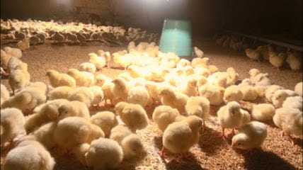 Poultry form business photograph