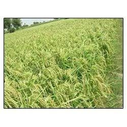 Sood Hybrid Seeds business photograph