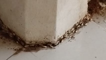 PEST SQUAD business photograph