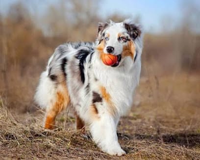 Pet resort business photograph