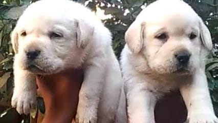 Royal Dog Kennel business photograph