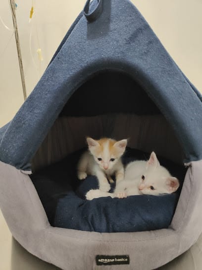 Dr Pet | Clinic | Pet Doctor | Wakad | Pune business photograph