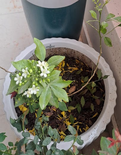 SOMNATH CERA POTS - Best ceramic pots business photograph