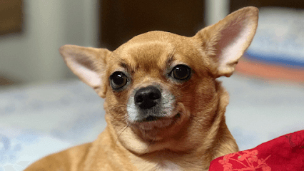 Pet Clinic business photograph