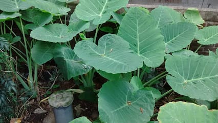 Keralaponics Organic Market (KOM) business photograph